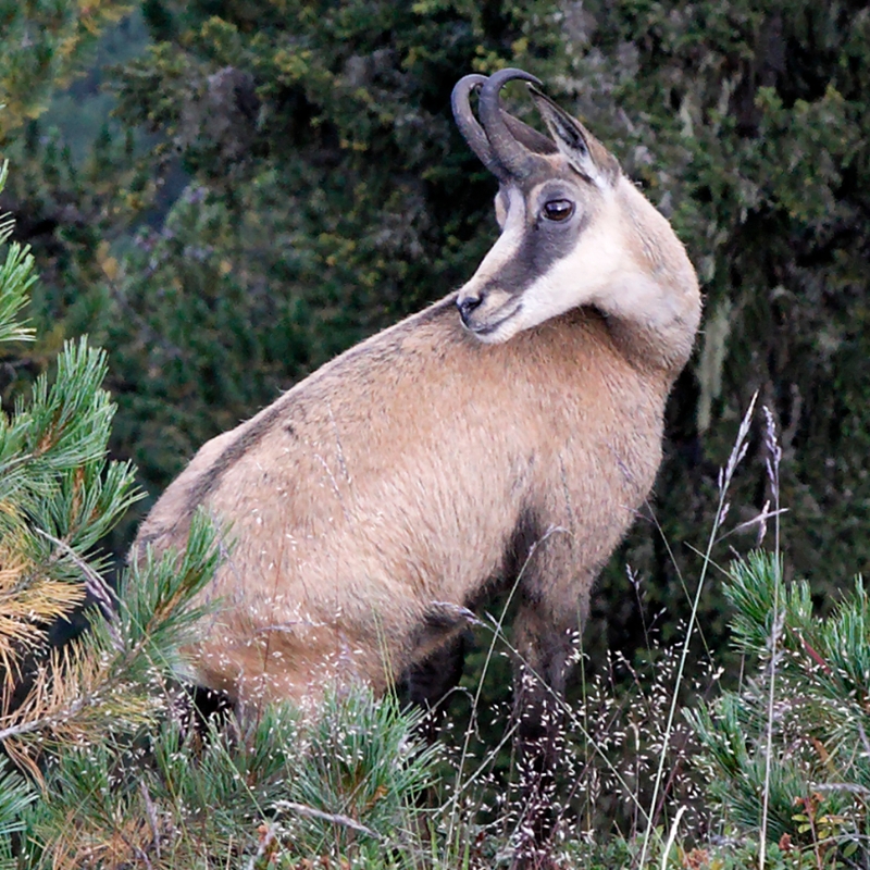 Deer, Aletsch Switzerland 1.jpg